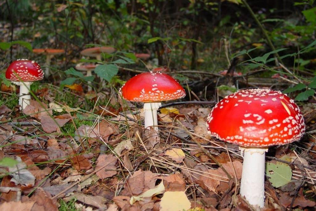 Vakantiehuisje Gaasterland Oudemirdum Friesland Nederland 외부 사진
